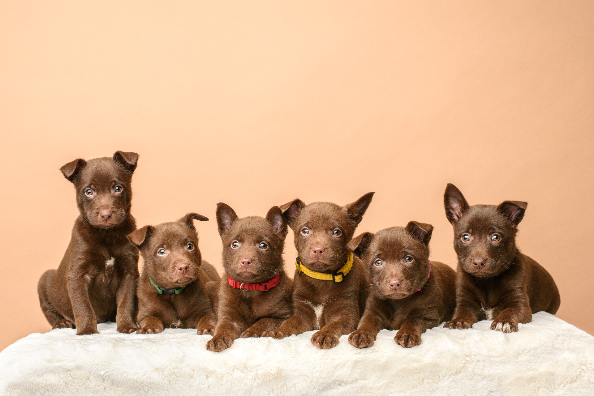 Aslan, Yuki, Truffel, Fire, Yara, Magic